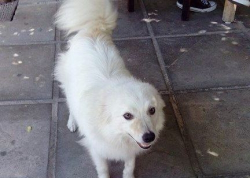 Βρέθηκε άσπρο Σπιτς, Θεσσαλονίκη