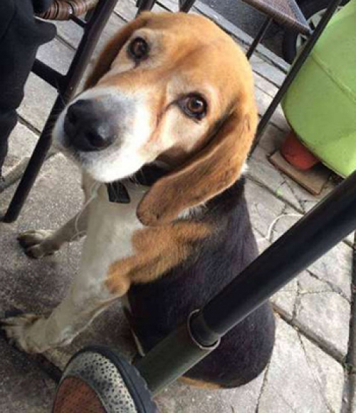 &Beta;&rho;έ&theta;&eta;&kappa;&epsilon; &Mu;&pi;&iota;&gamma;&kappa;&lambda;, &Theta;&epsilon;&sigma;/&nu;&iota;&kappa;&eta;