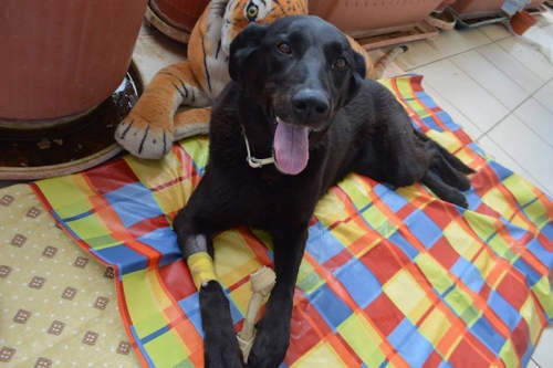 &Chi;ά&theta;&eta;&kappa;&epsilon; &mu;&alpha;ύ&rho;&omicron;&sigmaf; &theta;&eta;&lambda;&upsilon;&kappa;ό&sigmaf; &sigma;&kappa;ύ&lambda;&omicron;&sigmaf;, &Alpha;&phi;ί&delta;&nu;&epsilon;&sigmaf;