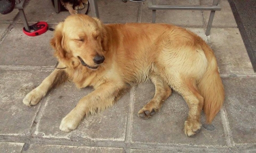 &Beta;&rho;έ&theta;&eta;&kappa;&epsilon; &kappa;&alpha;&phi;&epsilon; &Gamma;&kappa;&omicron;&lambda;&nu;&tau;&epsilon;&nu; &Rho;&iota;&tau;&rho;&iota;&beta;&epsilon;&rho;