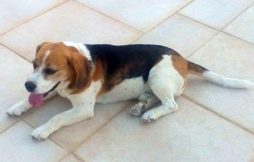 &Chi;ά&theta;&eta;&kappa;&epsilon; &sigma;&kappa;ύ&lambda;&omicron;&sigmaf; &mu;&pi;&iota;&gamma;&kappa;&lambda;, &Sigma;&alpha;&lambda;&alpha;&mu;ί&nu;&alpha;