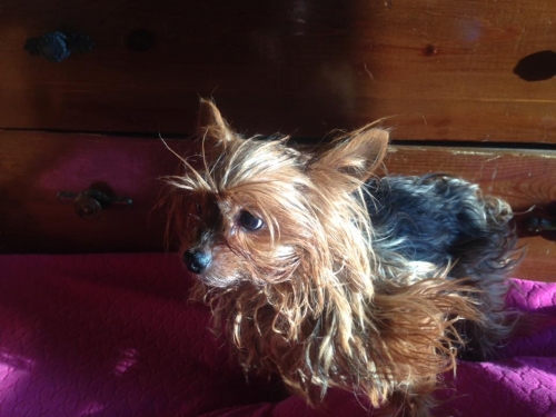 Βρέθηκε Γιορκσαιρ, Περιστέρι