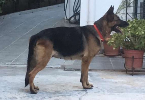 &Beta;&rho;έ&theta;&eta;&kappa;&epsilon; &Lambda;&upsilon;&kappa;ό&sigma;&kappa;&upsilon;&lambda;&omicron;