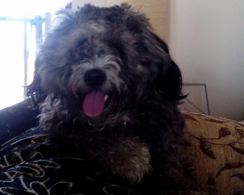 Βρέθηκε θηλυκός μαύρος σκύλος, Καματερό