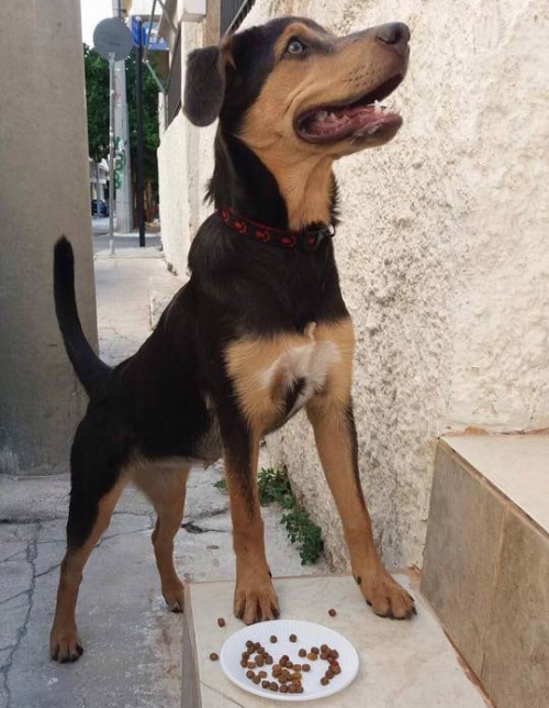 Βρέθηκε σκύλος, Ίλιον