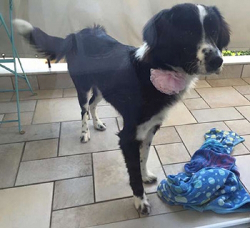 Χάθηκε μαύρο λευκό σκυλάκι