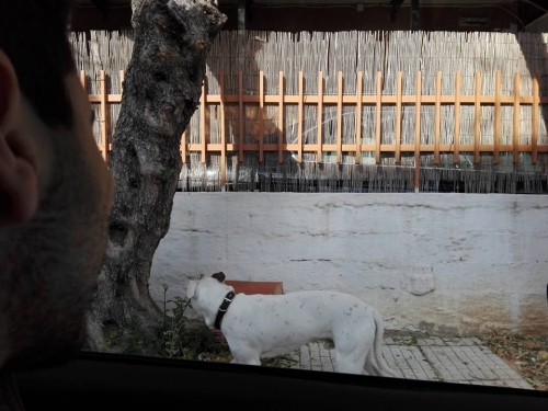 &Beta;&rho;&epsilon;&theta;&eta;&kappa;&epsilon; &lambda;&epsilon;&upsilon;&kappa;ό &alpha;&rho;&sigma;&epsilon;&nu;&iota;&kappa;ό &pi;ί&tau;&mu;&pi;&omicron;&upsilon;&lambda;