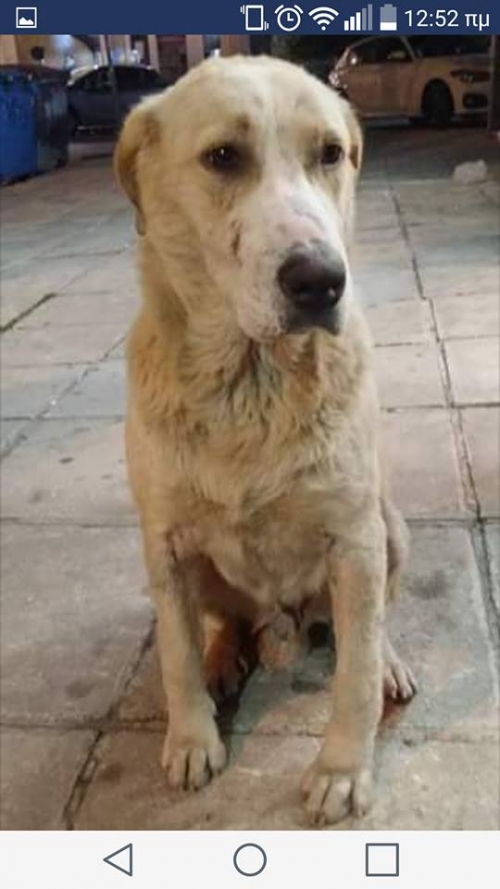 Χάθηκε άσπρο σκυλάκι