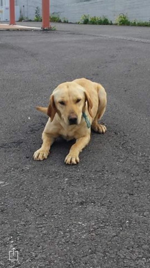 Βρέθηκε μπεζ σκυλάκι, Ρέθυμνο