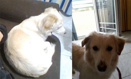 Χάθηκε λευκός σκύλος, Θεσσαλονίκη