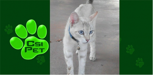 &Beta;&rho;έ&theta;&eta;&kappa;&epsilon; &theta;&eta;&lambda;&upsilon;&kappa;ό &Gamma;&alpha;&tau;ά&kappa;&iota;, &Nu;έ&alpha; &Sigma;&mu;ύ&rho;&nu;&eta;