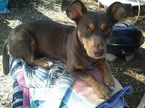 &Chi;ά&theta;&eta;&kappa;&epsilon; &Sigma;&kappa;ύ&lambda;&omicron;&sigmaf;, &kappa;&alpha;&phi;έ &mu;&pi;&epsilon;&zeta; &theta;&eta;&lambda;&upsilon;&kappa;ό, &Epsilon;&upsilon;&kappa;&alpha;&rho;&pi;ί&alpha;