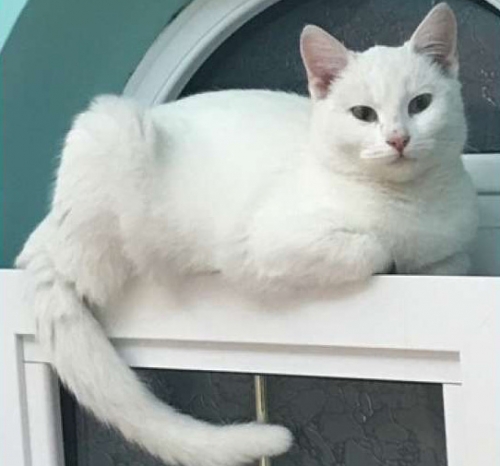 Χάθηκε άσπρη γάτα, Ηλιούπολη