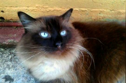 Χάθηκε Γάτος, αρσενικό μακρύτριχο, Περιστέρι