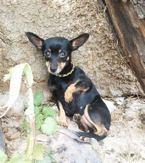 &Beta;&rho;έ&theta;&eta;&kappa;&epsilon; &Pi;ί&nu;&tau;&sigma;&epsilon;&rho; &sigma;&tau;&omicron; &Mu;&epsilon;&tau;&alpha;&xi;&omicron;&upsilon;&rho;&gamma;&epsilon;ί&omicron;
