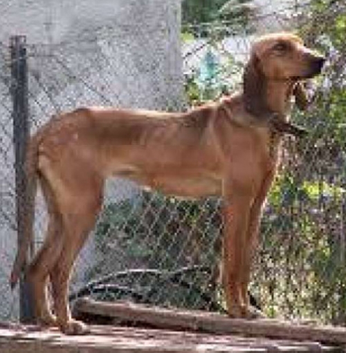 Χάθηκε καφετί κυνηγόσκυλο