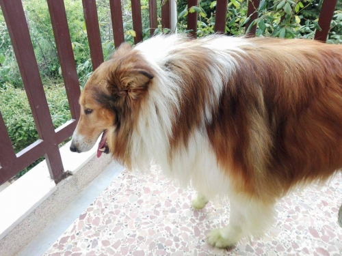 &Chi;ά&theta;&eta;&kappa;&epsilon; &alpha;&rho;&sigma;&epsilon;&nu;&iota;&kappa;ό &Kappa;ό&lambda;&epsilon;&upsilon;, &Chi;&alpha;&lambda;&kappa;&iota;&delta;&iota;&kappa;ή