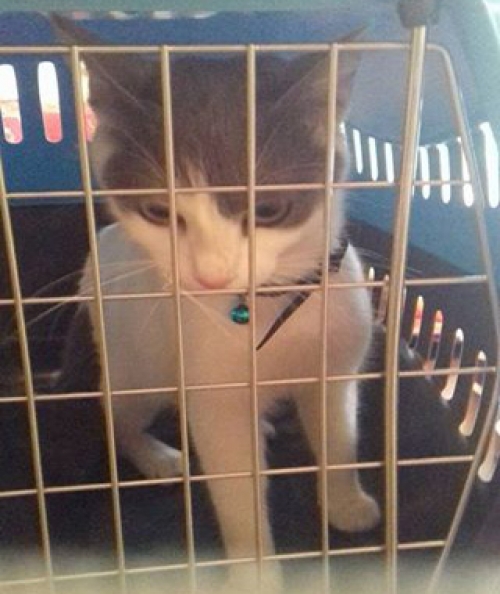 Βρέθηκε γάτα, Κυψέλη