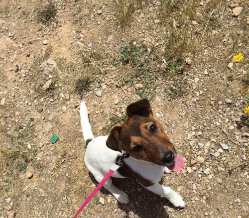 &Chi;ά&theta;&eta;&kappa;&epsilon; &Tau;&zeta;&alpha;&kappa; &Rho;ά&sigma;&sigma;&epsilon;&lambda;, &Gamma;&lambda;&upsilon;&phi;ά&delta;&alpha;