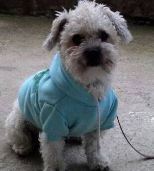 Χάθηκε ασπρο κανίς, αρσενικό