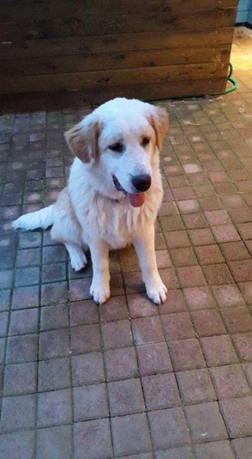 &Beta;&rho;έ&theta;&eta;&kappa;&epsilon; ά&sigma;&pi;&rho;&omicron; &eta;&mu;ί&alpha;&iota;&mu;&omicron; &sigma;&kappa;&upsilon;&lambda;ά&kappa;&iota;