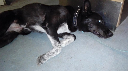 &Beta;&rho;έ&theta;&eta;&kappa;&epsilon; &Chi;&tau;&upsilon;&pi;&eta;&mu;έ&nu;&omicron; &Theta;&eta;&lambda;&upsilon;&kappa;ό &sigma;&kappa;&upsilon;&lambda;ά&kappa;&iota;, &Kappa;&alpha;&tau;&epsilon;&chi;ά&kappa;&eta;