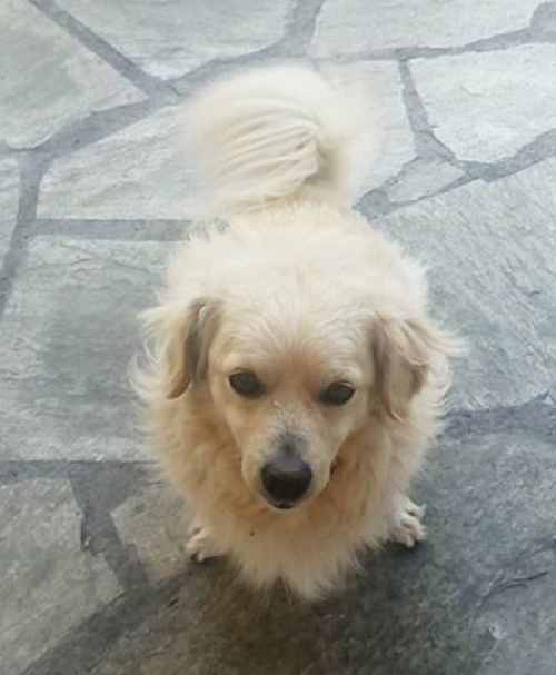 &Chi;ά&theta;&eta;&kappa;&epsilon; &lambda;&epsilon;&upsilon;&kappa;ό &sigma;&kappa;&upsilon;&lambda;ί, &Beta;ό&lambda;&omicron;&sigmaf;