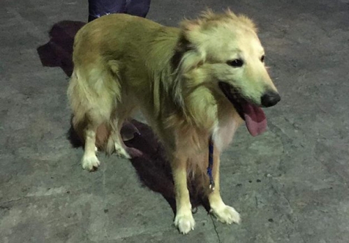 Βρέθηκε αρσενικός σκύλος, Νίκαια