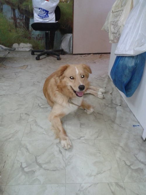 Χάθηκε ή κλάπηκε ο Ιβάν