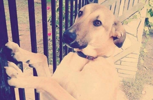 Χάθηκε μπεζ καφέ σκυλάκι, Κοζάνη