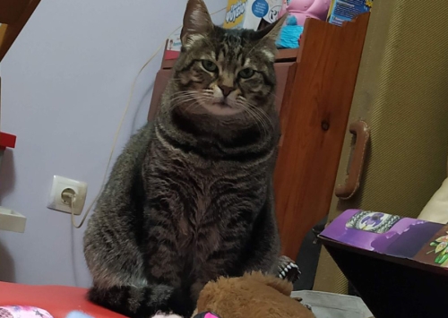 &Chi;ά&theta;&eta;&kappa;&epsilon; &theta;&eta;&lambda;&upsilon;&kappa;&iota;ά &gamma;ά&tau;&alpha;, &Chi;&alpha;&lambda;ά&nu;&delta;&rho;&iota;