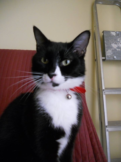 Χάθηκε Γάτα μαύρη με άσπρο, Θεσσαλονίκη