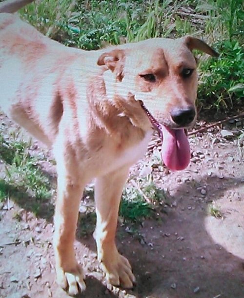 Χάθηκε ημίαιμος Ποιμενικός, Λακκιά Βασιλικά