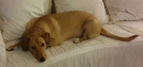 Χάθηκε καφέ ημίαιμο, Χαϊδάρι