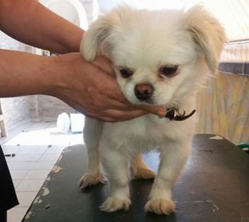 &Beta;&rho;έ&theta;&eta;&kappa;&epsilon; &lambda;&epsilon;&upsilon;&kappa;ό &Pi;&epsilon;&kappa;&iota;&nu;&omicron;&upsilon;ά, &Pi;&epsilon;&rho;&iota;&sigma;&tau;έ&rho;&iota;