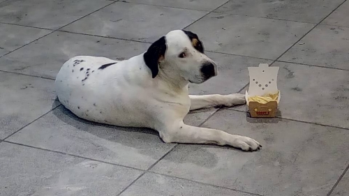 &Beta;&rho;έ&theta;&eta;&kappa;&epsilon; ά&sigma;&pi;&rho;&omicron; &mu;&alpha;ύ&rho;&omicron; &alpha;&rho;&sigma;&epsilon;&nu;&iota;&kappa;ό, &sigma;&tau;&omicron; &Mu;&alpha;&rho;&omicron;ύ&sigma;&iota;