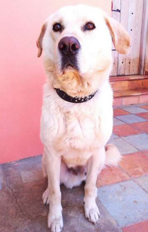 Χάθηκε λευκό Λάμπραντορ