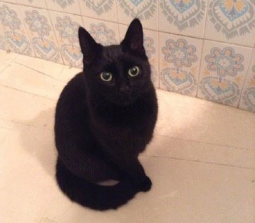 Βρέθηκε μαύρη γάτα, Αμπελόκηποι