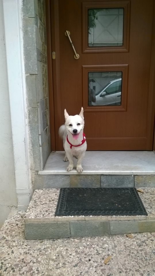 &Beta;&rho;έ&theta;&eta;&kappa;&epsilon; &lambda;&epsilon;&upsilon;&kappa;ό &sigma;&kappa;&upsilon;&lambda;ά&kappa;&iota;, &Kappa;&omicron;&rho;&upsilon;&delta;&alpha;&lambda;&lambda;ό&sigmaf;