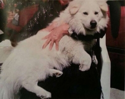 Χάθηκε λευκό σκυλί στα Χανιά
