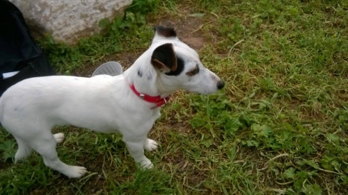 &Beta;&rho;έ&theta;&eta;&kappa;&epsilon; &Tau;&zeta;&alpha;&kappa; &Rho;&alpha;&sigma;&sigma;&epsilon;&lambda;, &Mu;&alpha;&rho;&omicron;ύ&sigma;&iota;