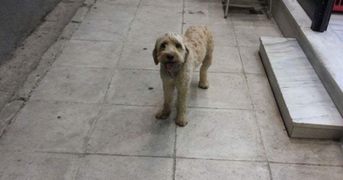 Βρέθηκε μπεζ Γκριφόν, Ίλιον