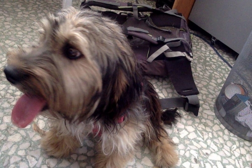 &Beta;&rho;έ&theta;&eta;&kappa;&epsilon; &Sigma;&kappa;&upsilon;&lambda;ά&kappa;&iota; &mu;&alpha;ύ&rho;&omicron; &mu;&pi;&epsilon;&zeta;, &Kappa;έ&rho;&kappa;&upsilon;&rho;&alpha;