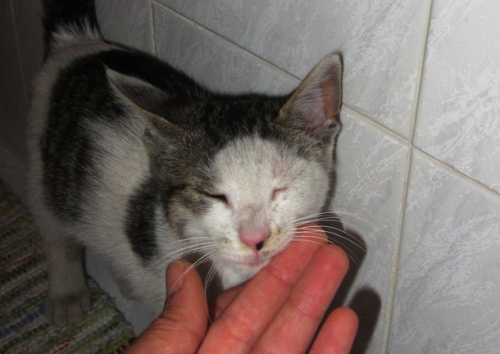 &Beta;&rho;έ&theta;&eta;&kappa;&epsilon; &gamma;&alpha;&tau;&omicron;ύ&lambda;&eta;&sigmaf;, &Delta;ά&phi;&nu;&eta;