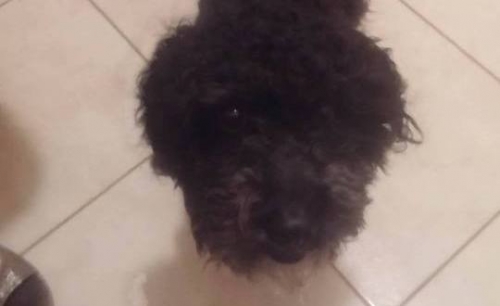 &Chi;ά&theta;&eta;&kappa;&epsilon; &mu;&alpha;ύ&rho;&omicron; &sigma;&kappa;&upsilon;&lambda;ά&kappa;&iota;, &Beta;ύ&rho;&omega;&nu;&alpha;&sigmaf;