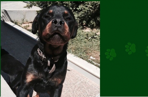 &Chi;ά&theta;&eta;&kappa;&epsilon; &Sigma;&kappa;ύ&lambda;&omicron;&sigmaf;, &theta;&eta;&lambda;&upsilon;&kappa;ό &Rho;&omicron;&tau;&beta;ά&iota;&lambda;&epsilon;&rho;, &Lambda;&omicron;ύ&tau;&sigma;&alpha;