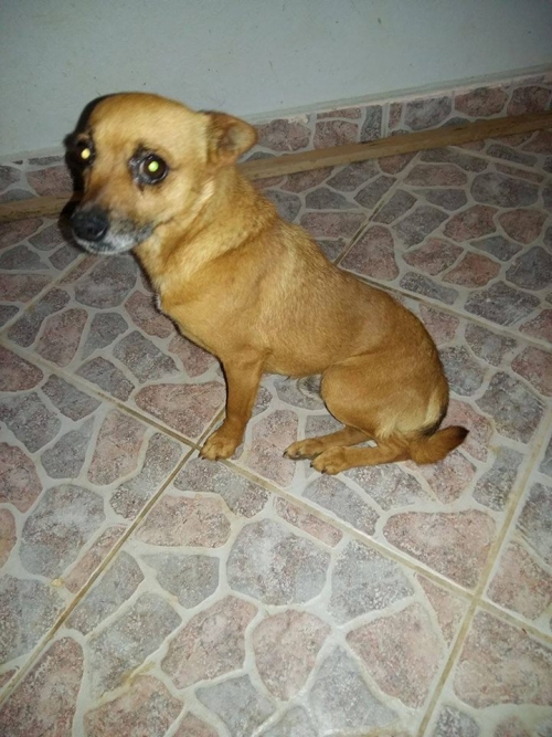 Βρέθηκε μπεζ Τσιουάουα, Ωρωπός