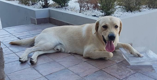 &Beta;&rho;έ&theta;&eta;&kappa;&epsilon; &mu;&pi;&epsilon;&zeta; &Lambda;ά&mu;&pi;&rho;&alpha;&nu;&tau;&omicron;&rho;, &Lambda;&epsilon;&mu;&epsilon;&sigma;ό&sigmaf;-&Kappa;ύ&pi;&rho;&omicron;&sigmaf;