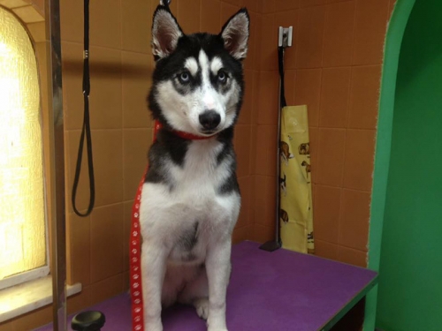 &Chi;ά&theta;&eta;&kappa;&epsilon; &Chi;ά&sigma;&kappa;&iota;, &Alpha;&rho;&tau;έ&mu;&iota;&delta;&alpha;