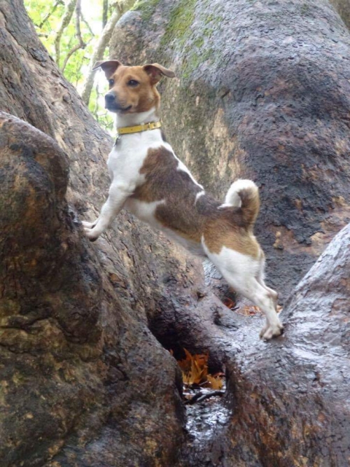 Χάθηκε άσπρο καφέ θηλυκό Τζακ Ράσσελ